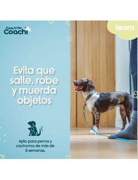 Harnais pour Chien Coachi