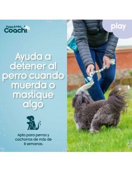 Harnais pour Chien Coachi
