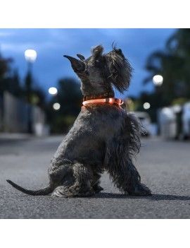Collier à LED pour Animaux...